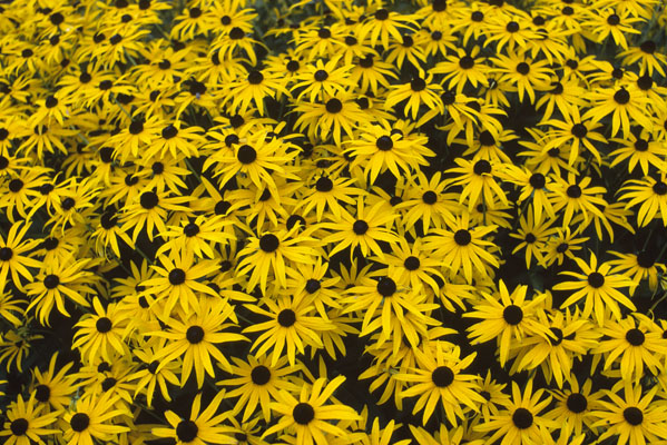 BlackEyedSusans